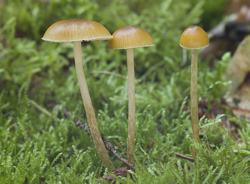 Galerina pumila